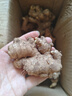 京鮮生 云南小黃姜 凈重3斤 生姜 老姜 新鮮蔬菜調(diào)味 源頭直發(fā)包郵  曬單實拍圖