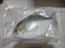環(huán)球水產(chǎn) 南海特大金鯧魚(yú) 750g1條  BAP認證 生鮮魚(yú)類(lèi) 海鮮水產(chǎn) 家庭聚餐 曬單實(shí)拍圖