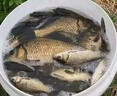 川澤泡泡球餌料黑坑競技老滑魚(yú)浮水顆粒草魚(yú)散炮鯉魚(yú)鰱鳙釣魚(yú)窩料搓餌 【黑坑滑魚(yú)】泡泡球餌料1000g 戰魁黑坑偷驢克星 曬單實(shí)拍圖