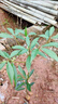 四大名貴苗木海南黃花梨金絲楠木樹(shù)苗珍稀植物沉香小葉紫檀庭 金絲楠木30-40高（1棵帶土） 其他 曬單實(shí)拍圖