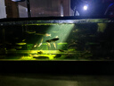 樂迪魚缸燈南美缸射燈原生態(tài)溪流缸燈Led可調(diào)色 10W 正白光射燈【可調(diào)光調(diào)焦 玻璃豎夾】 曬單實拍圖