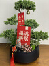 五層塔松盆栽辦公室青松綠植喬遷開(kāi)業(yè)禮物送導師松樹(shù)盆景室內植物 生日快樂(lè )【五層塔松盆景】 曬單實(shí)拍圖