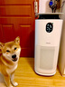 東芝（TOSHIBA）寵物空氣凈化器貓用除醛除臭狗用大白梨PET大風量吸浮毛除過敏原等離子消毒殺菌異味【國家補貼】 曬單實拍圖