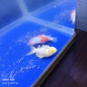 錦鯉魚(yú)活體觀(guān)賞魚(yú)活魚(yú)小型易養冷水淡水魚(yú)小魚(yú)苗錦鯉金魚(yú)好看錦鯉 6-8cm 六色錦鯉套餐6條 曬單實(shí)拍圖