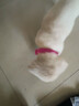 狗狗驅蟲(chóng)項圈貓咪防跳蚤除蜱蟲(chóng)去虱脖小型犬頸幼貓小狗體外去跳蚤 除蚤圈【1個(gè)裝】 狗狗專(zhuān)用 (總長(cháng):39cm適用頸圍:20~34cm) 曬單實(shí)拍圖