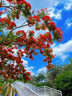 正宗鳳凰木樹(shù)苗開(kāi)紅花櫻樹(shù)苗藍花櫻大樹(shù)別墅庭院綠化盆栽地栽植物 紅花鳳凰木 5年苗【推薦種植 樹(shù)形優(yōu)美】送肥料 曬單實(shí)拍圖