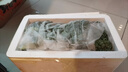 羽衣甘藍新鮮生鮮蔬菜嫩葉甘蘭芥藍西餐沙拉榨汁減肥減脂 羽衣甘藍減脂嘗鮮裝1斤 曬單實(shí)拍圖