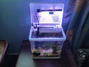 長銳小魚缸小型桌面客廳家用玻璃免換水迷你 CR230+水蘭青竹景（真水草） 曬單實(shí)拍圖