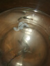 孔雀魚(yú)天使魚(yú) 純種觀(guān)賞魚(yú)淡水好養熱帶小型觀(guān)賞魚(yú) 孔雀魚(yú)24條送備損6條【發(fā)30條】 曬單實(shí)拍圖