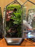 新款網(wǎng)紅創(chuàng  )意流水系統生態(tài)瓶室內桌面盆栽悶養迷你植物盆景綠植 山間溪水成品（16x16x26cm） 曬單實(shí)拍圖