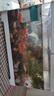 獨寵你客廳小型負壓魚(yú)缸桌面真空懸浮支架創(chuàng  )意造景裝飾生態(tài)缸白色中號 曬單實(shí)拍圖