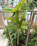 榴蓮樹(shù)果苗金枕貓山王黑刺榴蓮大苗南方種植正品矮化榴蓮嫁接苗 金枕榴蓮苗 4年嫁接苗 曬單實(shí)拍圖