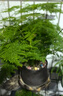 文竹盆栽植物室內(nèi)辦公室綠植花卉盆栽盆景四季常青小盆栽 文竹3盆【高度15-20厘米】 曬單實(shí)拍圖