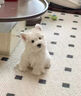 麥盯優(yōu)寵純種西高地幼犬西高地白梗寵物狗活體雙血統賽級長(cháng)毛白色貴族狗狗 寵物級 公 曬單實(shí)拍圖