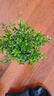 開時果 小葉赤楠盆景擺件 辦公室桌面綠植花卉好養(yǎng)盆栽植物源頭直發(fā)包郵 【熱銷款】哥窯浸墨盆+苔蘚+底座 曬單實(shí)拍圖