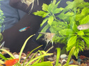 神仙魚(yú)燕魚(yú)小型熱帶魚(yú)活體秘魯熊貓神仙紅頭三色白神仙七彩神仙魚(yú) 2-3cm神仙魚(yú)隨機品種2條 曬單實(shí)拍圖