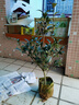 黑騎士茶花 盆栽帶花苞樹(shù)苗新品種花卉綠植庭院陽(yáng)臺嫁接名貴茶梅四季茶花花草林木種植庭院樹(shù)風(fēng)景樹(shù)開(kāi)花茶花 7年苗含盆66cm【推薦款】 不含盆 曬單實(shí)拍圖