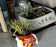 金邊大花香水吊蘭四季開(kāi)花型新手好養護耐寒耐熱花卉綠植盆栽花苗 錦繡【濃香驅蚊+帶金邊】 可開(kāi)88+帶金邊【12顆苗+加侖盆】+肥 曬單實(shí)拍圖