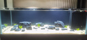 森森（SUNSUN）原生態(tài)野采溪流缸魚缸 2024新款客廳超白造景底濾魚缸 野采溪流1.2米超白底濾47寬升級(jí)燈控 納米灰 曬單實(shí)拍圖