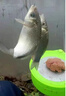 金龍 魚餌競技黑坑野釣米之誘米飯餌白餌蝦滑鯽魚餌料配方 米之誘3# 米之誘3號2包 曬單實拍圖