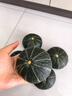 京鮮生 內蒙貝貝南瓜 凈重4.5斤(品種:盈凱) 單果240g+ 板栗香源頭直發(fā) 曬單實(shí)拍圖