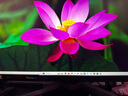 AOC 愛(ài)攻27英寸 2304區(qū)9216顆燈珠MiniLED 4K 160Hz雙模320Hz 1ms HDR1400 10bit電競(jìng)顯示器AG275UXM2 曬單實(shí)拍圖