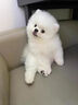 春燕美寵純種博美幼犬博美犬茶杯犬寵物狗活體白色長(cháng)不大的茶杯狗小狗幼崽 曬單實(shí)拍圖
