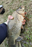 黃金眼 新品重力感應納米電子魚(yú)漂醒目咬鉤變色夜光漂夜釣浮標 黃金眼變色電子漂BS-05 1號一支-無(wú)影尾+日夜兩用變色尾 曬單實(shí)拍圖
