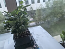 雙盟三盆組合植物九里香椰子發(fā)財樹(shù)室內綠植盆栽好養活源頭直發(fā)  曬單實(shí)拍圖