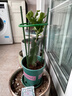進(jìn)口嫁接蟹爪蘭盆栽花卉多色帶花苞重瓣陽(yáng)臺植物四季開(kāi)花蟹爪蓮苗 嫁接【沙倫】當年開(kāi)花+花架 不含盆 曬單實(shí)拍圖