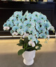 Only you【兩小時(shí)達】蝴蝶蘭帶花苞花劍花盆真花蘭花盆栽開(kāi)業(yè)教師節禮物 10株紫色（瓷盆隨機） 曬單實(shí)拍圖
