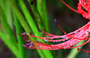 佳能 EF 100mm f/2.8L IS USM 紅圈新百微紅圈后封便攜超高清微距鏡頭 港版店保三年 官方標配 曬單實(shí)拍圖