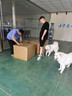 禮恒洽談桌椅組合酒店美容院咖啡廳售樓處休息區接待會(huì )客休閑一桌四椅 80CM圓桌+單人位*4【咖啡色】 曬單實(shí)拍圖