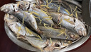 時(shí)寐東山島海捕巴浪魚(yú) 深海魚(yú)海鮮 行走的氨基酸 東山島直發(fā) 中秋食材 2斤6-10條 曬單實(shí)拍圖