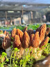 羊肚菌種蘑菇金針菇種植包陽臺(tái)室內(nèi)家庭懶人自種四季高產(chǎn)可食用菌 羊肚菌種300ml1瓶 曬單實(shí)拍圖