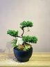 芙洛拉花園【兩小時達(dá)】五層塔松盆栽送導(dǎo)師青松綠植喬遷之喜開業(yè)教師節(jié)禮物 學(xué)術(shù)長青【精致造景五層塔松盆景】 送導(dǎo)師推薦 曬單實(shí)拍圖