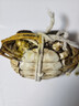 久意盛田刺身醬油 日本進(jìn)口 壽司海鮮三文魚(yú)刺身生魚(yú)片醬油200ml 曬單實(shí)拍圖
