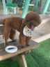 萌王星狗狗牽引繩中大型犬遛狗繩貓咪小犬狗繩柯基泰迪寵物狗鏈牽狗繩 Air-白/熒光綠（夜間熒光） 牽引繩+M號胸背帶 曬單實(shí)拍圖