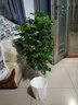 元井 四季常青幸福樹(shù)大型盆栽平安樹(shù)發(fā)財樹(shù)綠植物室內金錢(qián)樹(shù) 高度60cm幸福樹(shù)(獨桿) 含盆 曬單實(shí)拍圖
