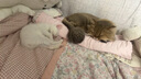 普安特寵物貓咪驅蟲(chóng)藥體內外同驅幼貓驅蟲(chóng)跳蚤犬虱愛(ài)滴克非潑羅尼+內驅 曬單實(shí)拍圖