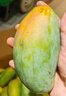 三萌果蔬攀枝花凱特芒果 四川當(dāng)季新鮮水果青皮大芒果現(xiàn)摘整箱 5斤手挑果【單果500g+】凈重4.5斤 曬單實拍圖
