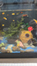 迷你鸚鵡魚(yú)小型胭脂淡水熱帶觀(guān)賞魚(yú)苗可愛(ài)寶藍白金種魚(yú)懶人 藍白隨機迷你鸚鵡4條+1條備損 曬單實(shí)拍圖