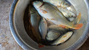 小鳳仙高亮夜光漂L-DL咬鉤變色浮漂日夜兩用高靈敏魚(yú)漂醒目野釣電子漂 曬單實(shí)拍圖