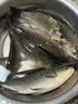 秒粘豆鯽鯉魚(yú)粘麻團顆粒黑坑滑口魚(yú)偷驢回鍋魚(yú)軟體顆粒魚(yú)餌 1瓶裝【更軟更粘】 曬單實(shí)拍圖