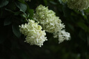 永諾 YN50mm F1.8II 二代佳能單反卡口標(biāo)準(zhǔn)定焦大光圈全畫幅人像鏡頭 黑殼 曬單實拍圖