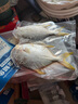 翔泰 海南金鯧魚(yú)凈重900g 2條裝  魚(yú)類(lèi)生鮮 燒烤 火鍋食材 海鮮水產(chǎn) 曬單實(shí)拍圖