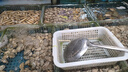 龍頭魚(yú)野生龍頭魚(yú)新鮮豆腐魚(yú)新鮮特級鼻涕魚(yú)海鮮九肚魚(yú)水潺 野生海捕龍頭魚(yú)10-15條/斤5斤裝 曬單實(shí)拍圖