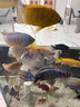 DEERA三湖慈鯛飼料鯛魚(yú)魚(yú)飼料六間專(zhuān)用魚(yú)糧馬鯛魚(yú)食非洲王子雜鯛下沉型 2.0mm慈鯛專(zhuān)用糧680ml/490g 曬單實(shí)拍圖