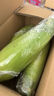 佳農寶菜山東新鮮水果玉米單根275g+鮮甜多汁4-7根凈重4.6斤源頭直發(fā) 曬單實(shí)拍圖