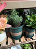 花翁盆栽可食用百里香香草植物香料 大盆迷迭香（加侖盆）源頭直發(fā) 曬單實(shí)拍圖